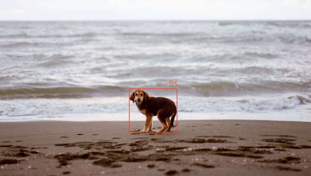 labeled dog on beach with a bounding box - data labeling