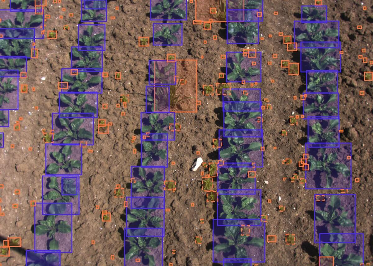 Plants and weeds after agtech annotation