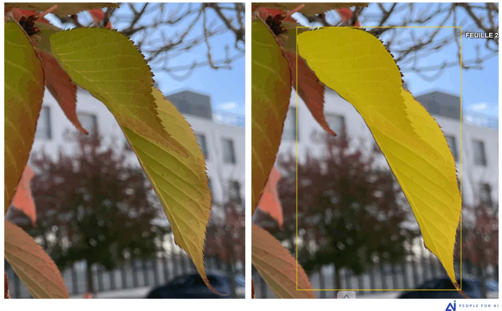 SAM limitation example: over-smoothing of jagged edges on a serrated leaf.